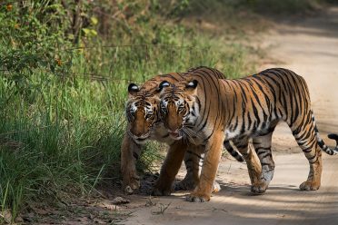 Corbett Tiger Tour, Haridwar Tour Packages, Rishikesh Tour Packages,