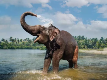 Kerala wildlife & backwater